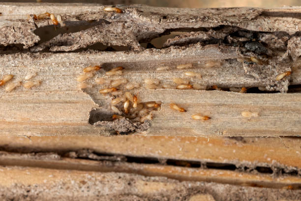 Best Pest Control Treatment  in Mount Pulaski, IL